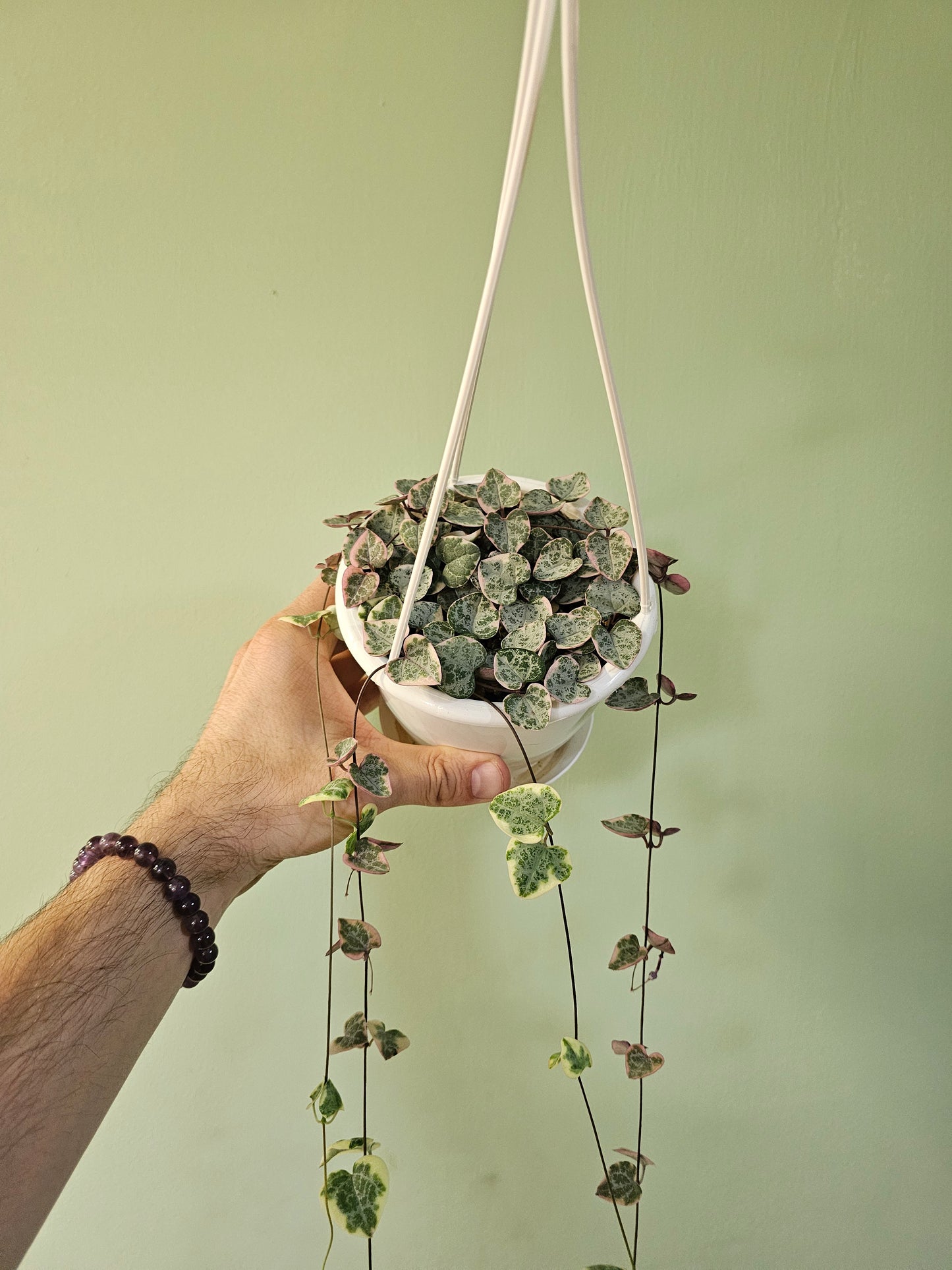 Ceropegia woodii "Variegated String of Hearts" 4.5" HB