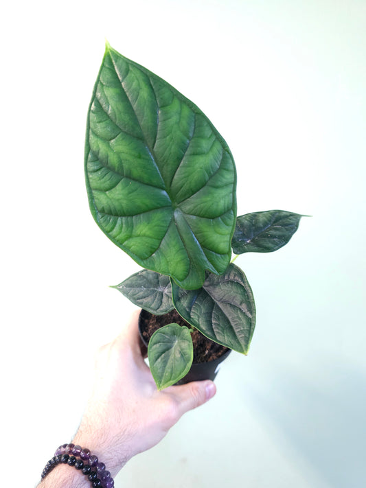 Alocasia 'Dragon Scale' 4"