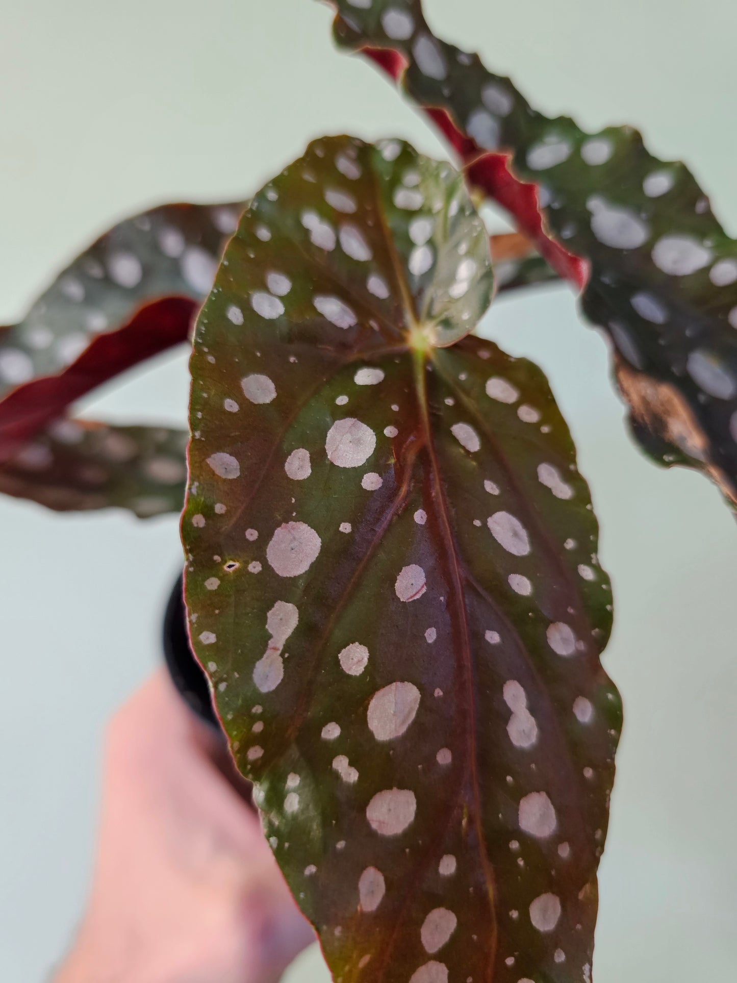 Begonia maculata 4.5"
