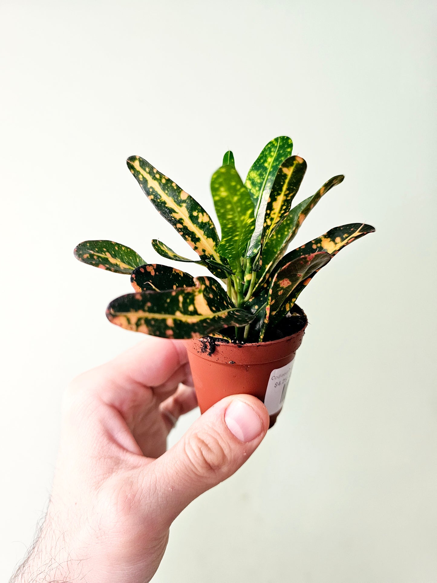 Codiaeum variegatum 2" (Croton)