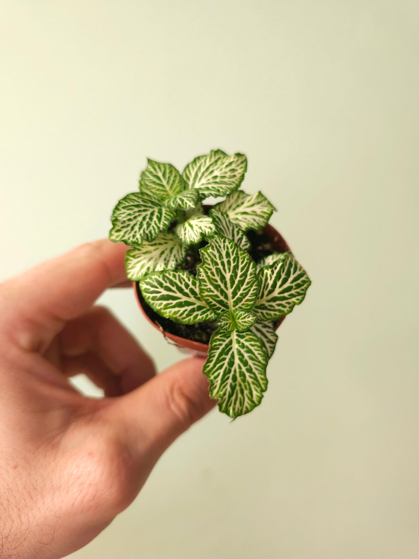 Fittonia albivenis 'White Tiger' 2"