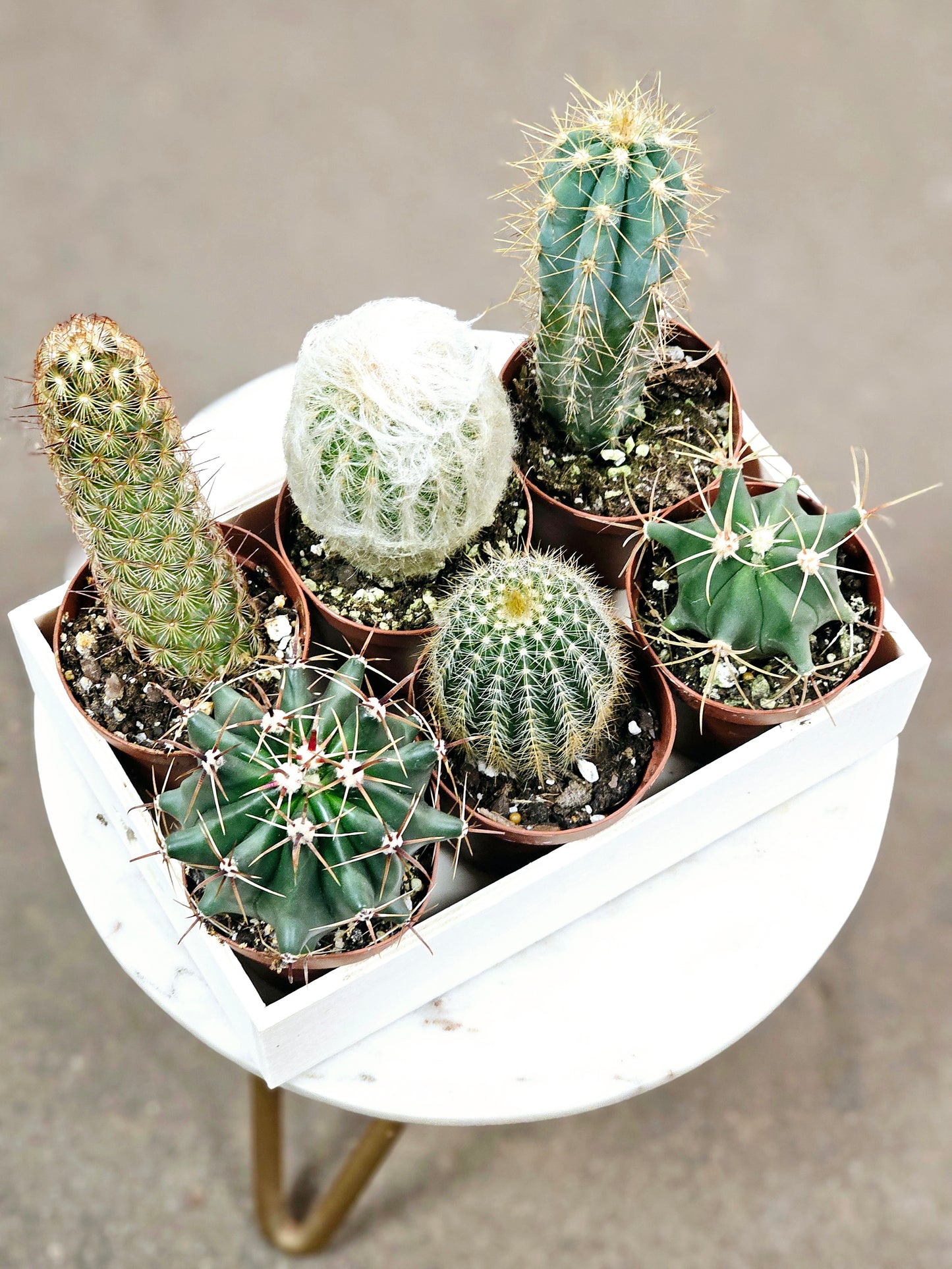 SAAM Auction - Cactus Collector's Starter Pack