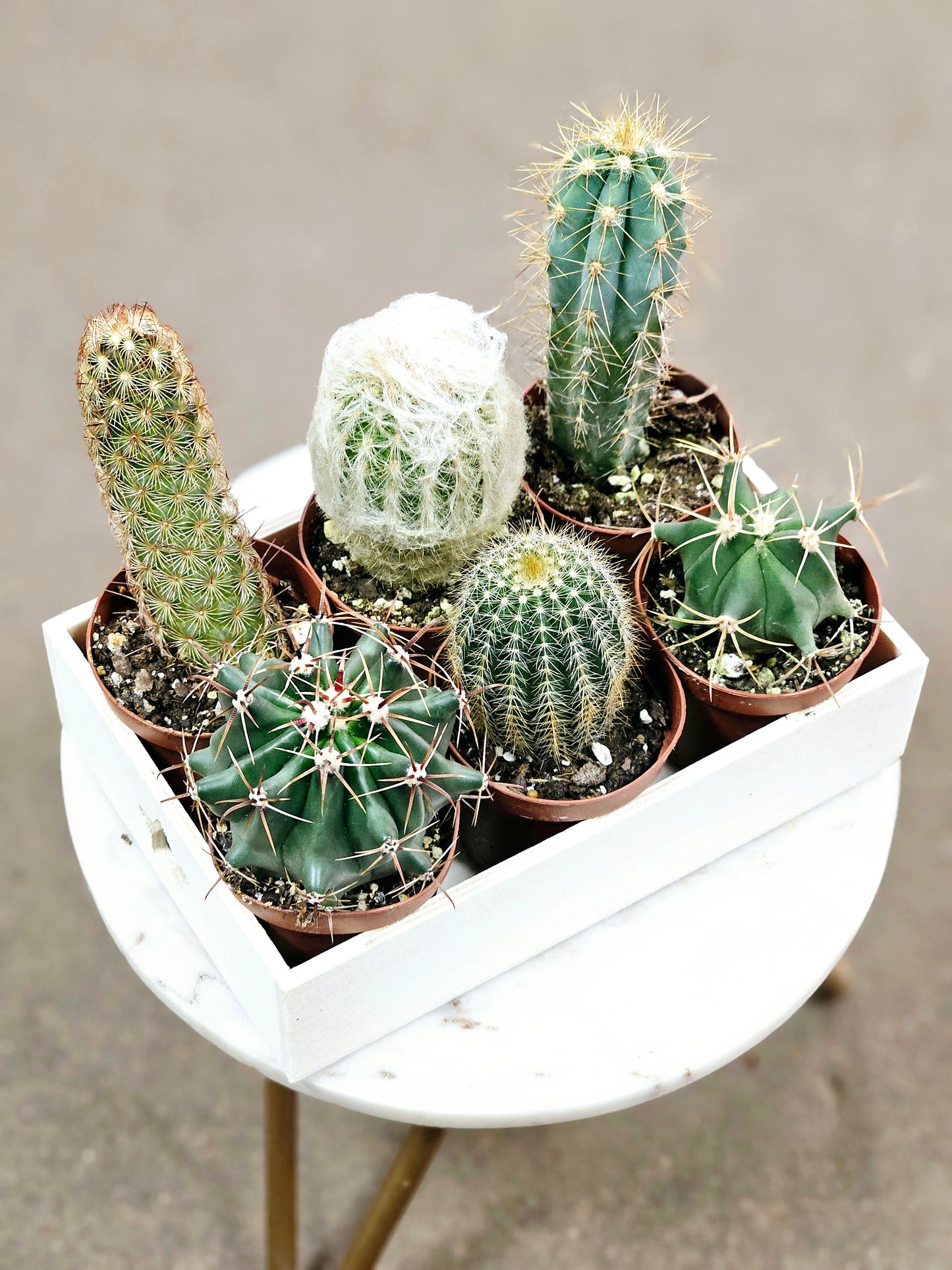 SAAM Auction - Cactus Collector's Starter Pack