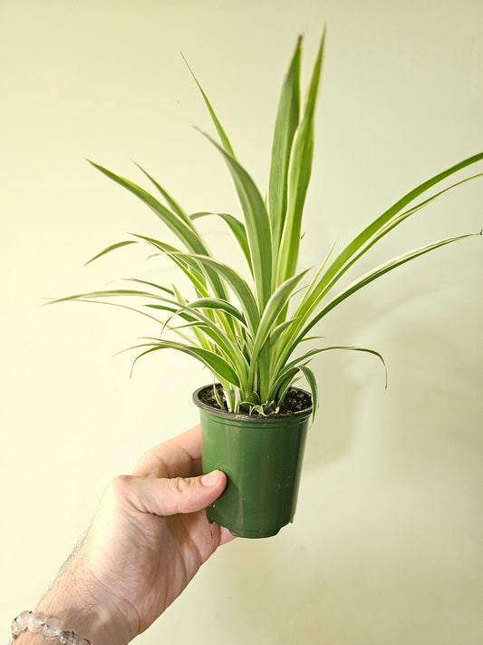 Chlorophytum comosum 'Variegatum' Reverse Variegated Spider Plant 3.5"