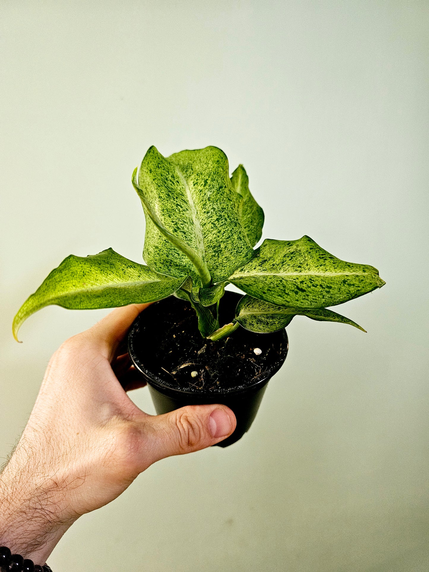 Dieffenbachia 'Camouflage' 4"