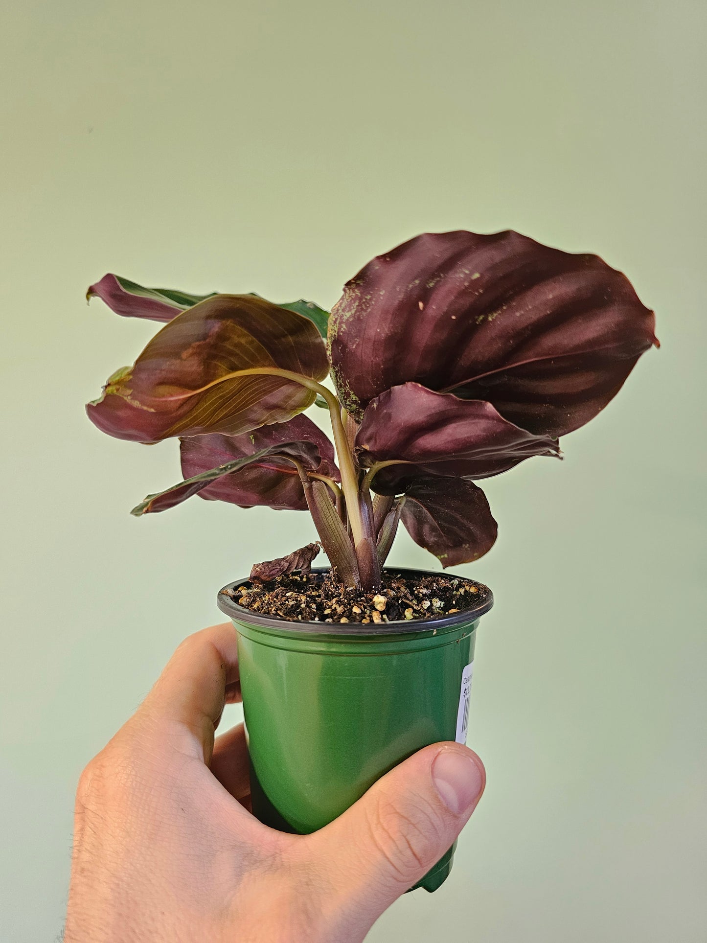 Calathea roseopicta 'Northern Lights' 3.5"