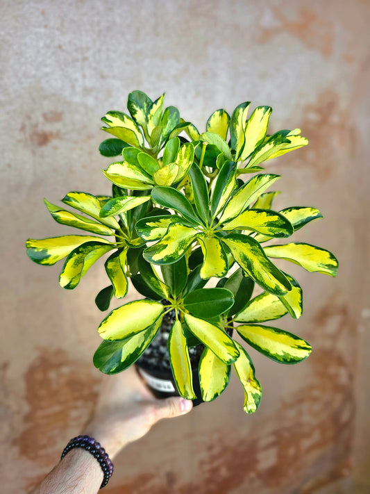 Schefflera arboricola 'Gold Capella' 6"