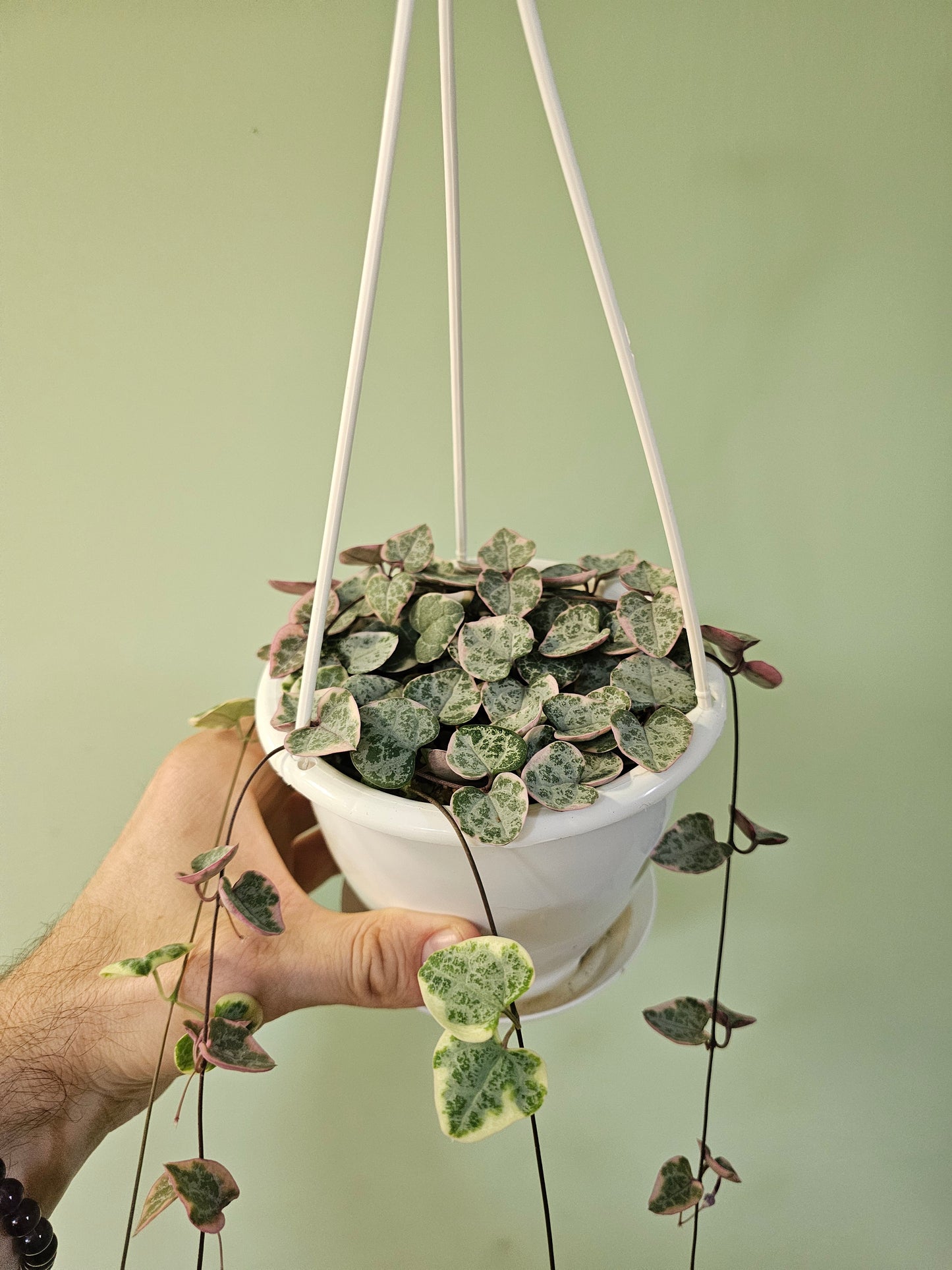 Ceropegia woodii "Variegated String of Hearts" 4.5" HB