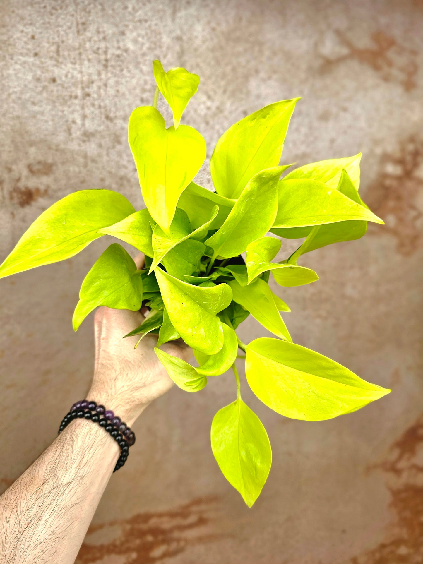 Epipremnum aureum teruno 'Champs Elysees' "Pothos" 4"