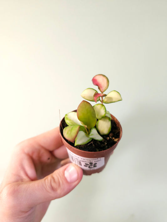 Hoya heuschkeliana Variegated 2"