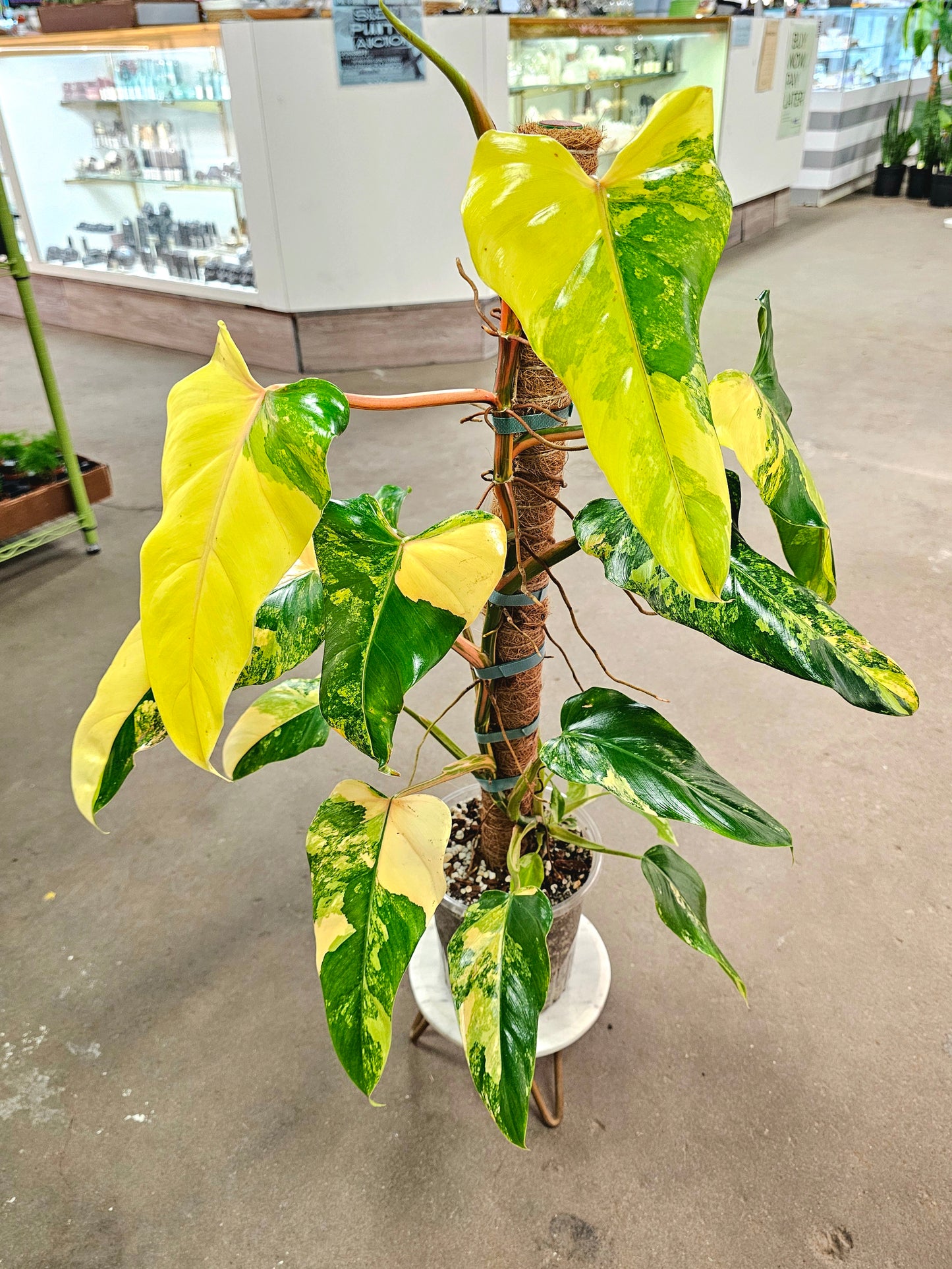 SAAM Auction - XXL Variegated Philodendron Domesticum