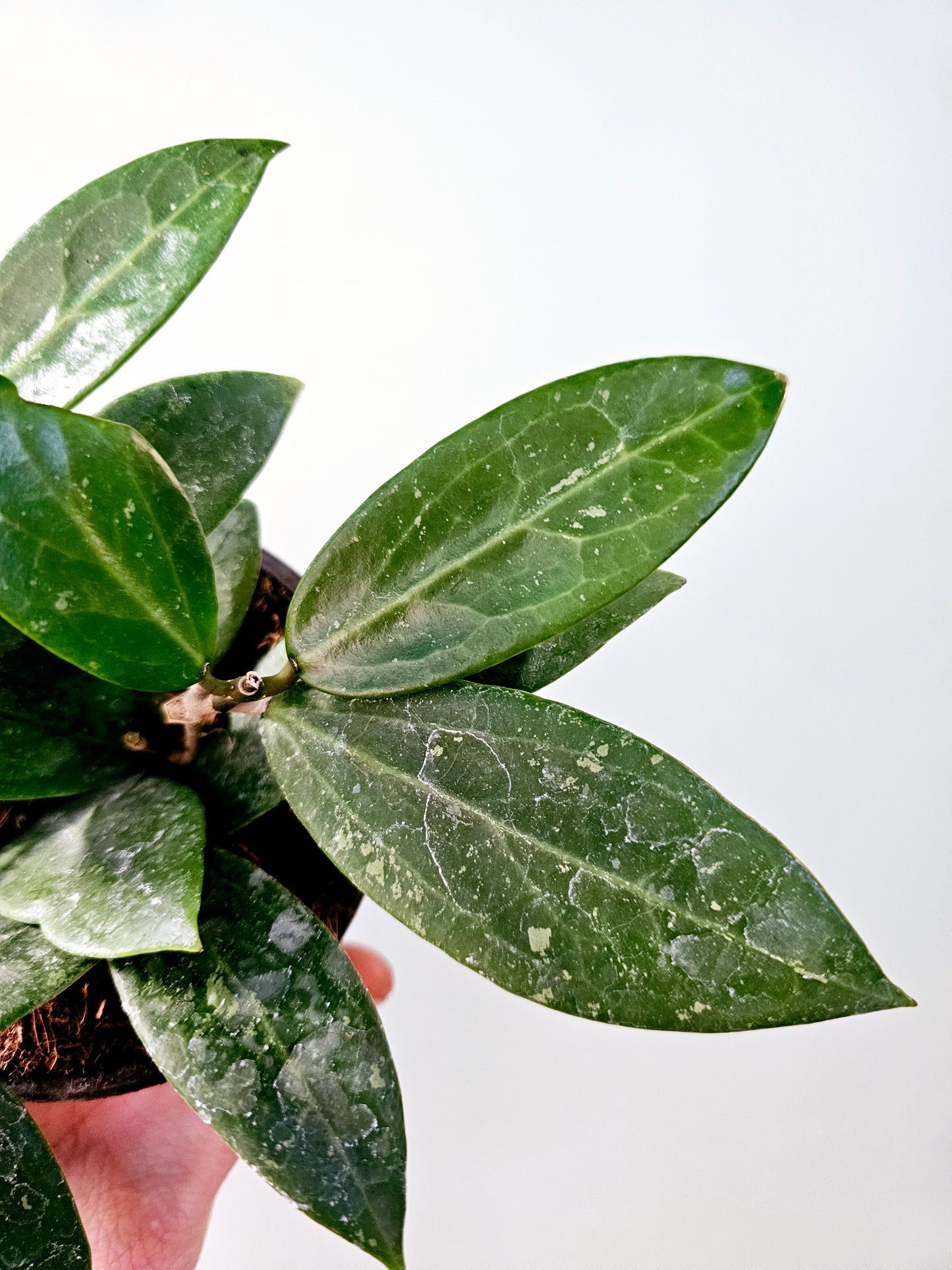 Hoya verticillata sp. Bogor 4"