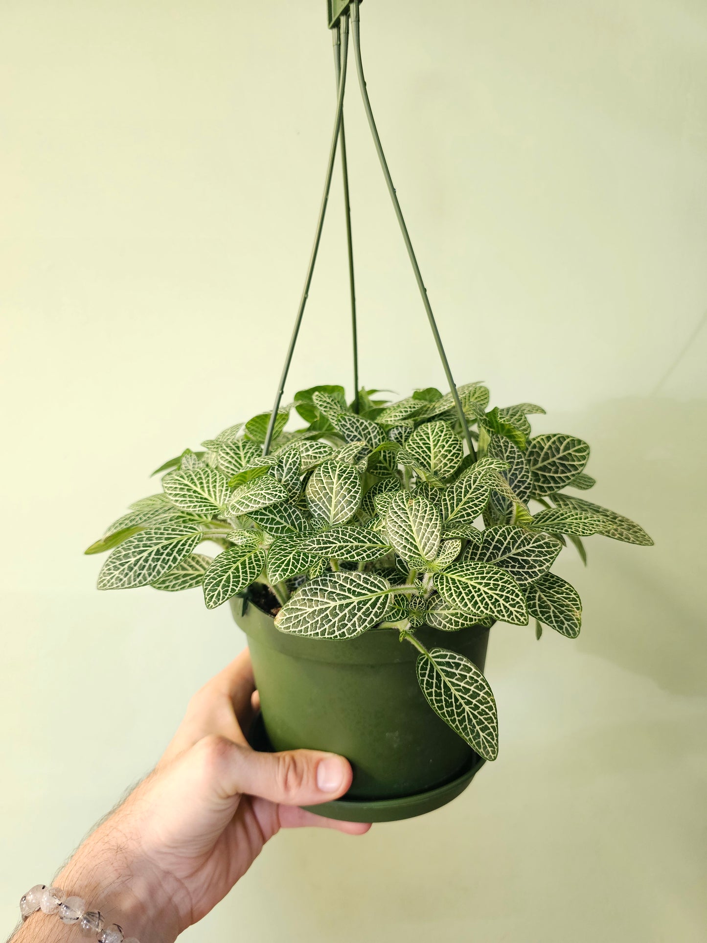 Fittonia albivenis 'White Angel' 6" HB