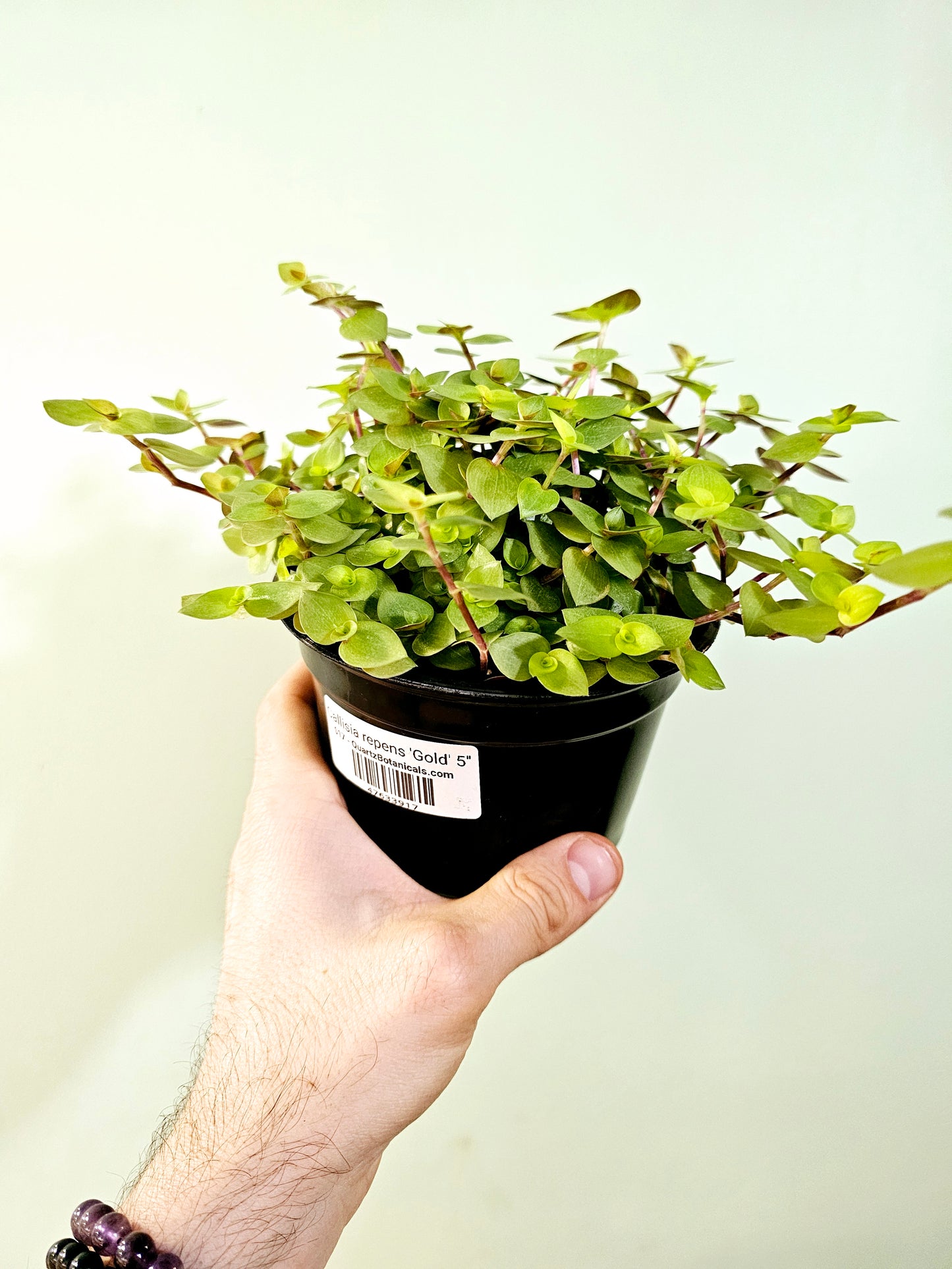 Callisia repens 'Gold' 5"
