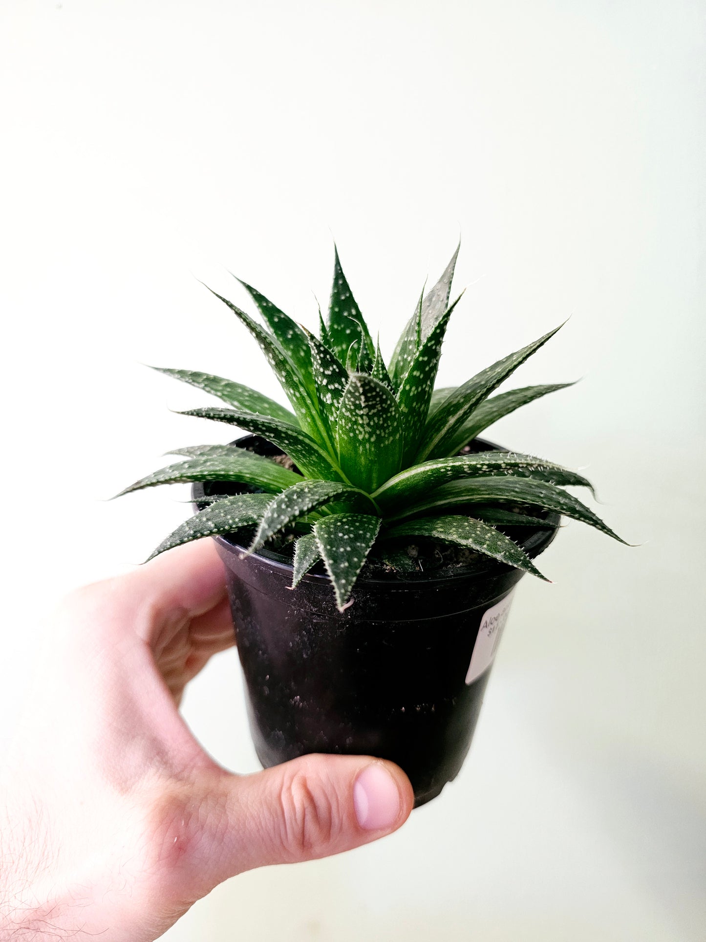 Aloe aristata "Lace Aloe" 4"