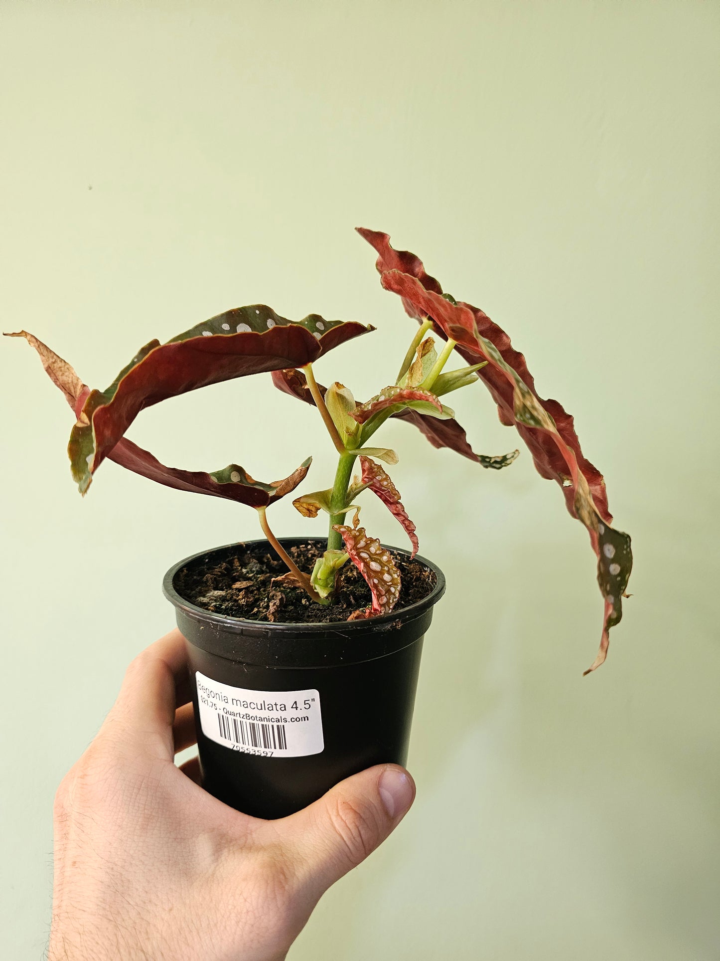 Begonia maculata 4.5"