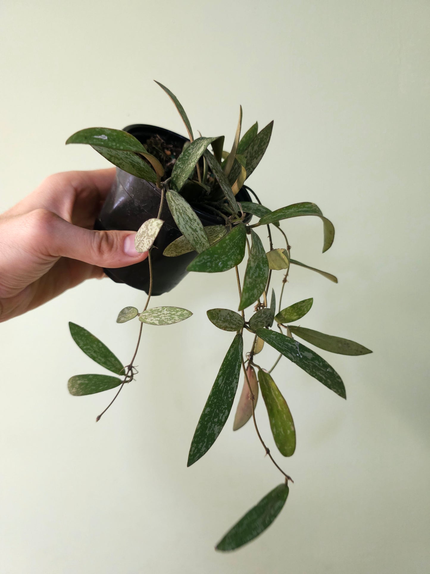 Hoya sigillatis 4"
