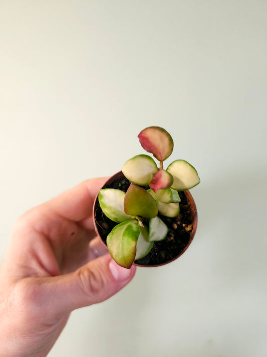 Hoya heuschkeliana Variegated 2"