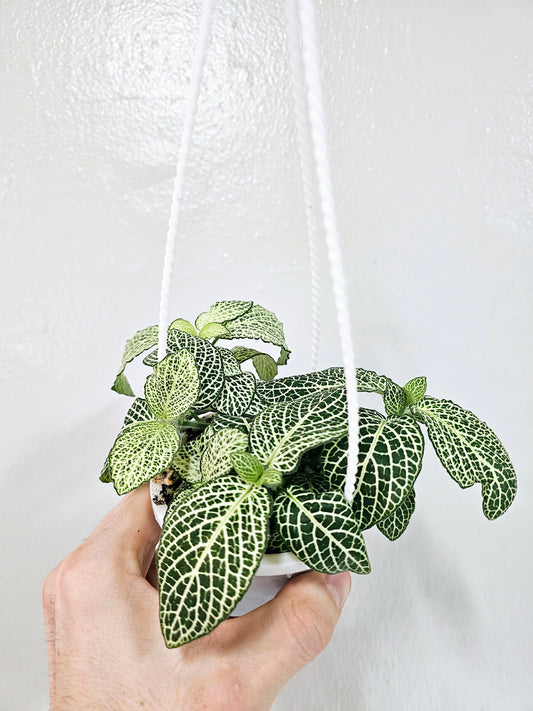 Fittonia Albivenis White Nerve Plant 4" HB