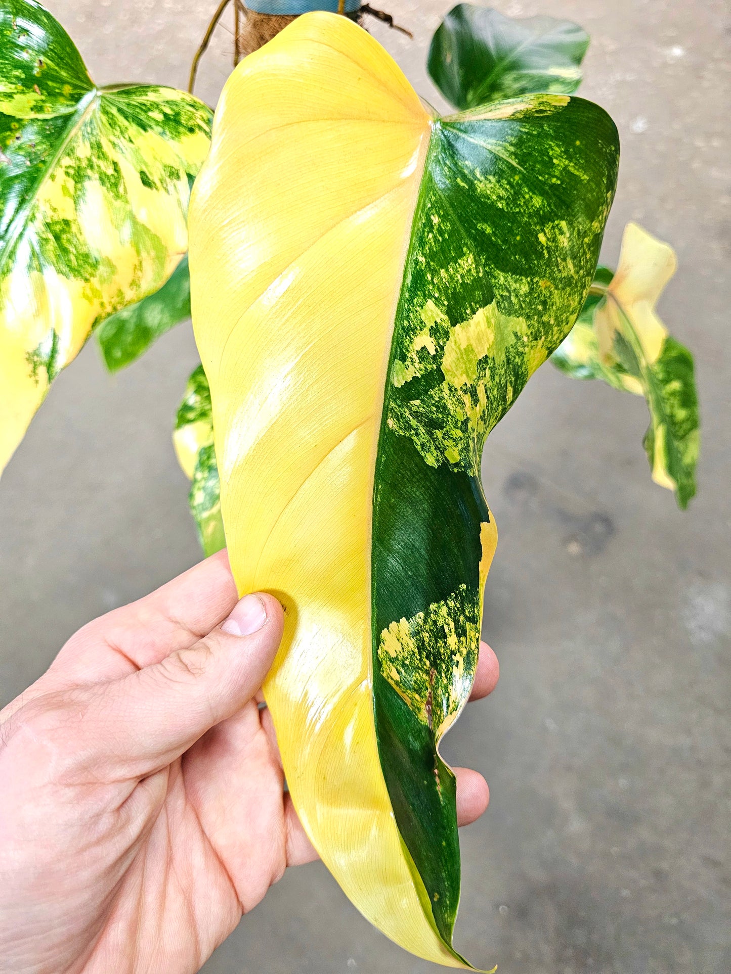SAAM Auction - XXL Variegated Philodendron Domesticum