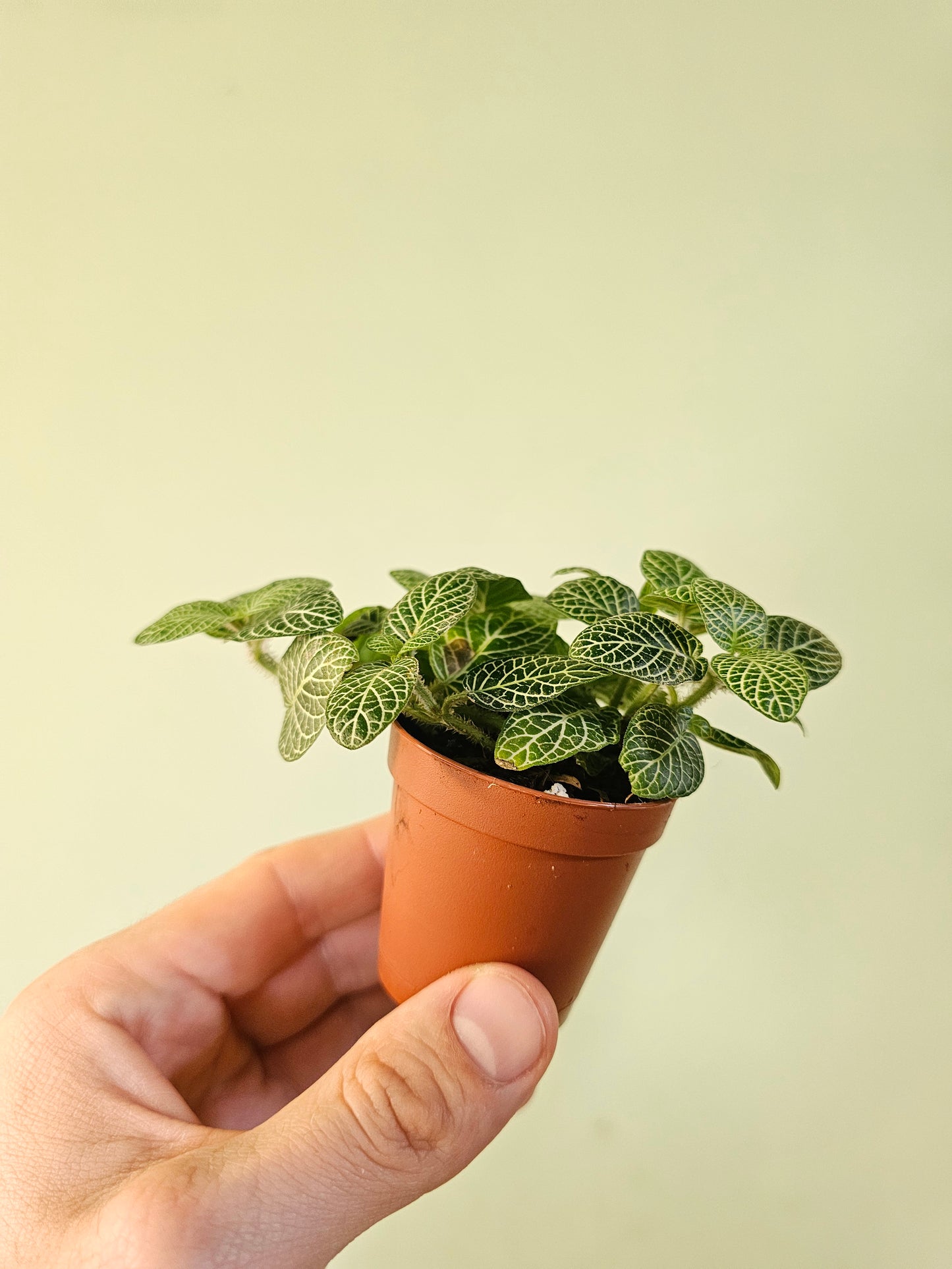Fittonia albivenis 'White Angel' 2"