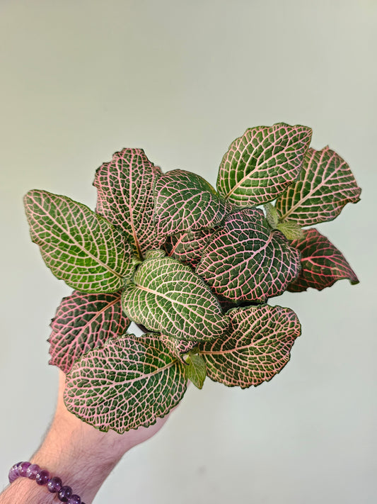 Fittonia albivenis 'Mistral' 4"