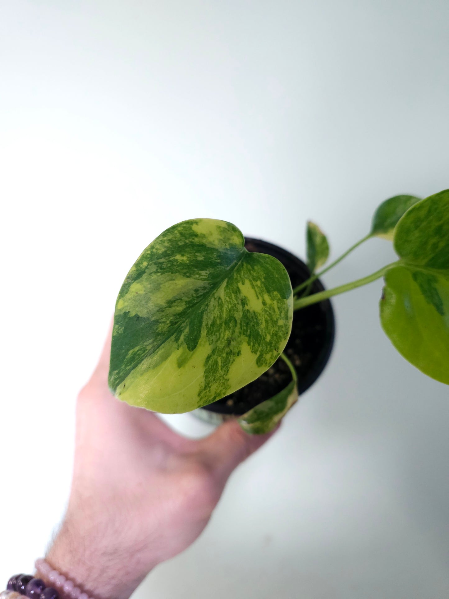 Monstera 'Yellow Marilyn' 4"