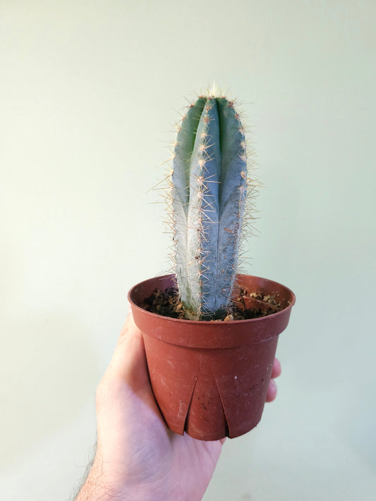 Pilosocereus pachycladus "Blue Torch Cactus" 4"