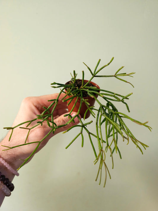 Rhipsalis burchellii 2"