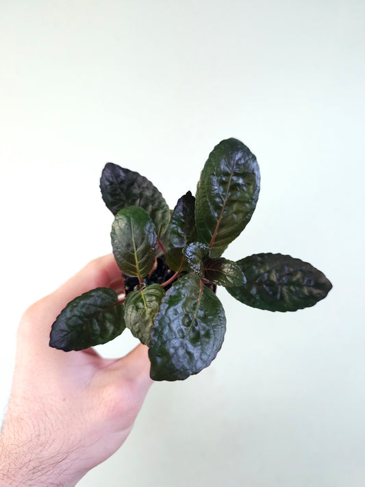 Hemigraphis alternata 'Purple Waffle' 2"