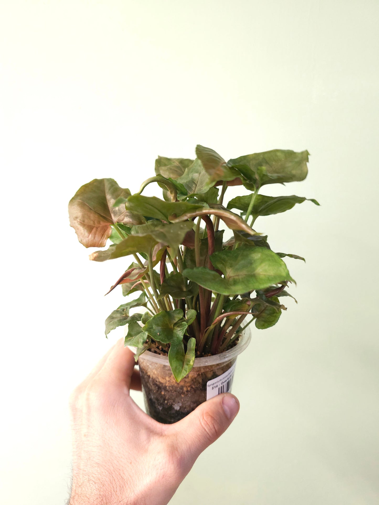 Syngonium podophyllum 'Maria Allusion' 4"