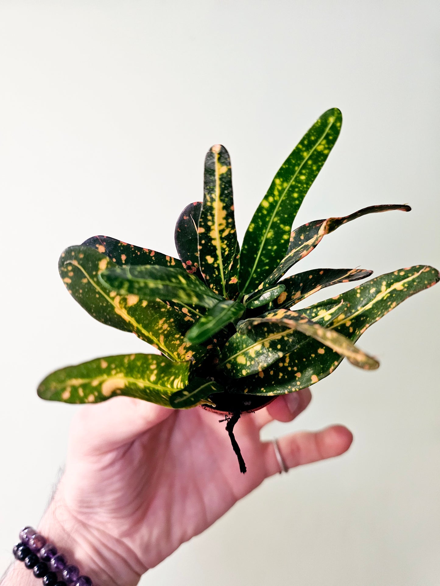 Codiaeum variegatum 2" (Croton)