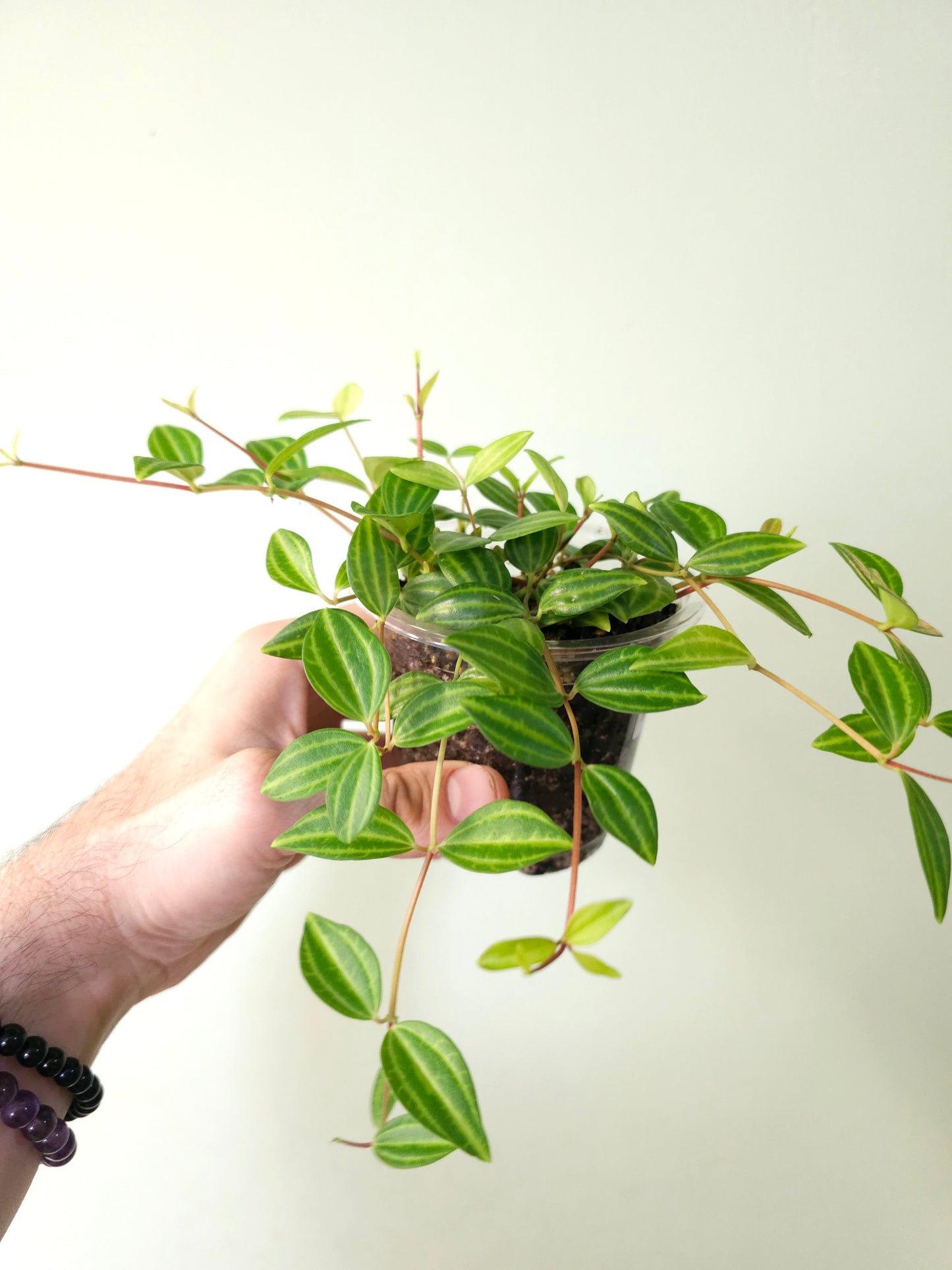 Peperomia quadrangularis "Beetle Plant" 4"