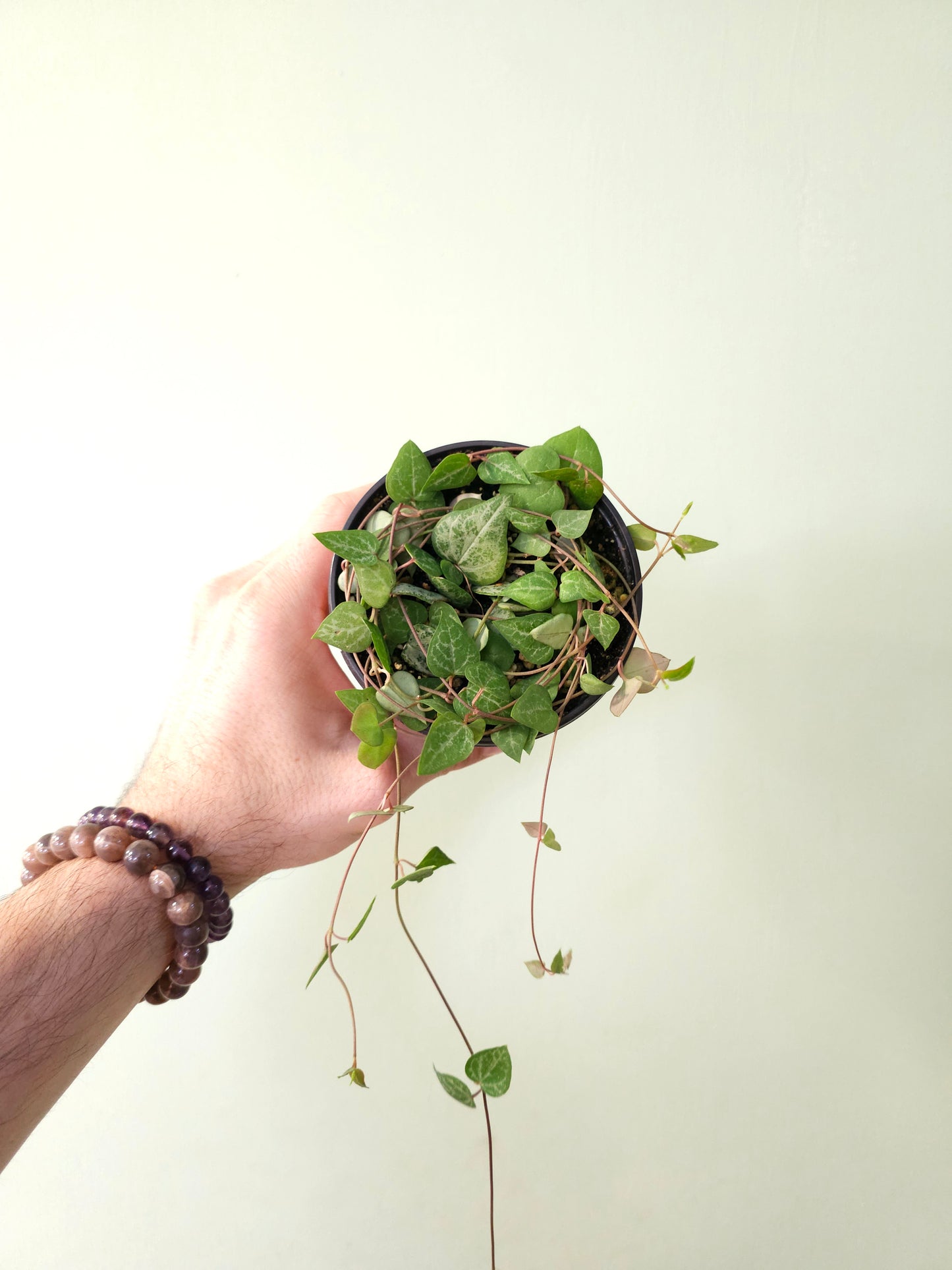 Ceropegia woodii 'String of Arrows' 4" (Spades)