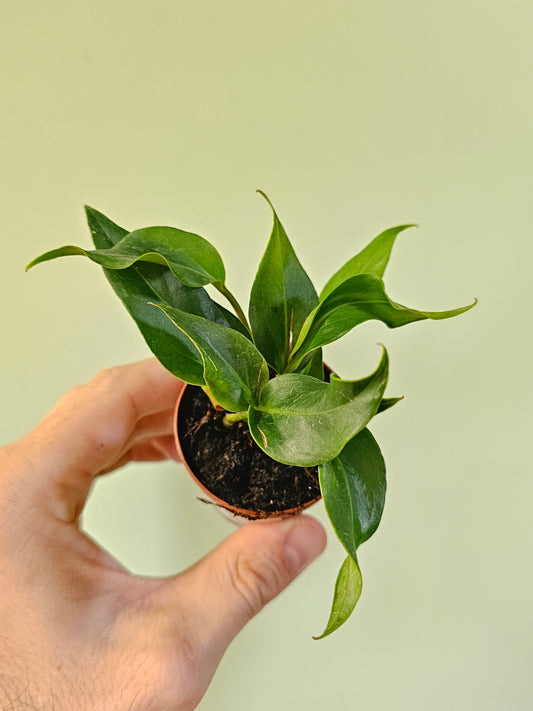 Anthurium plowmanii 2"