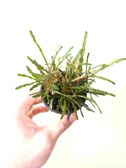 Hemigraphis repanda 'Dragon's Breath' 2.5"