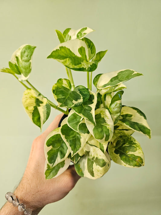 Epipremnum aureum 'Pearls 'n Jade' Pothos 4"