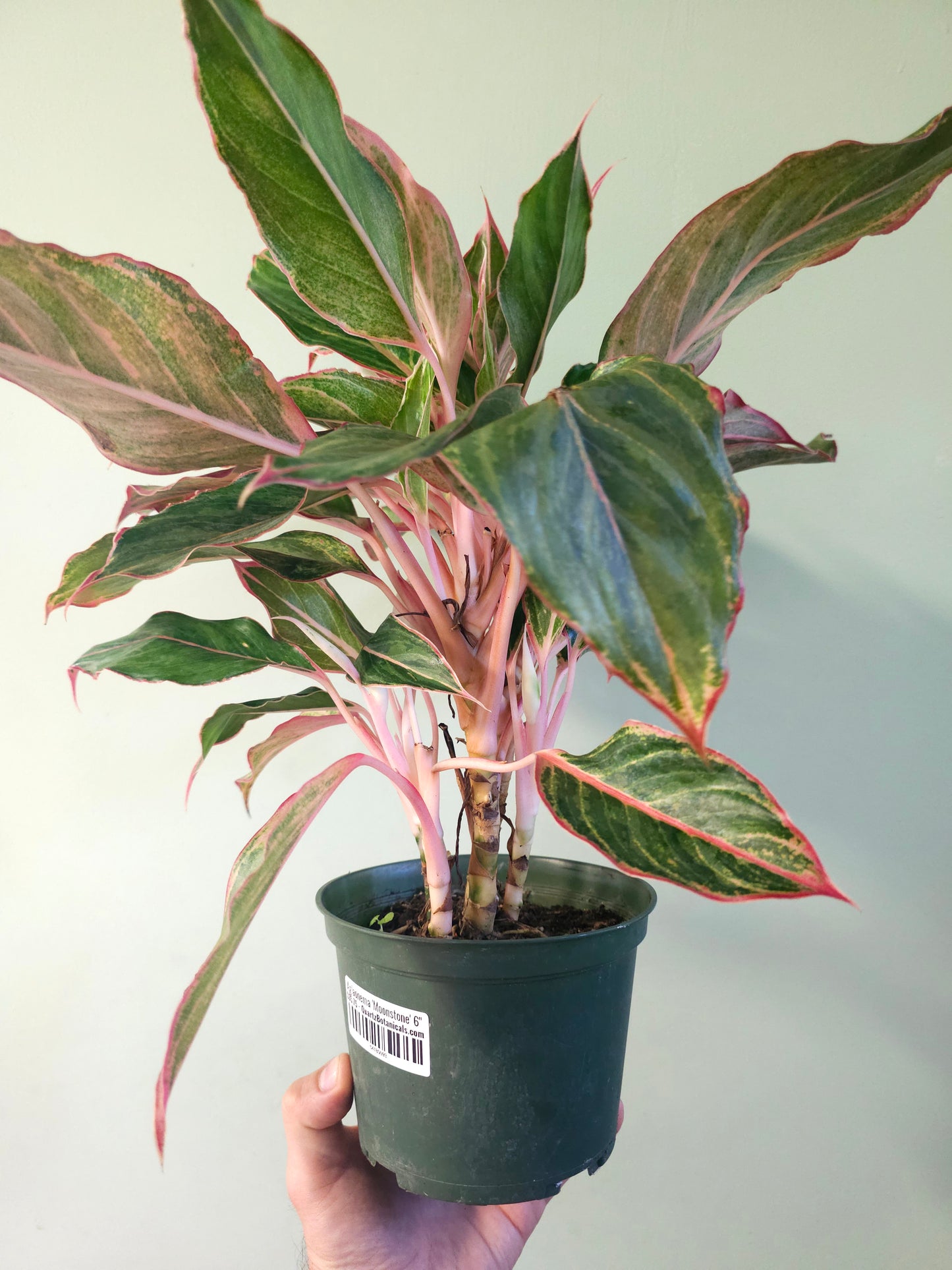 Aglaonema 'Moonstone' 6"