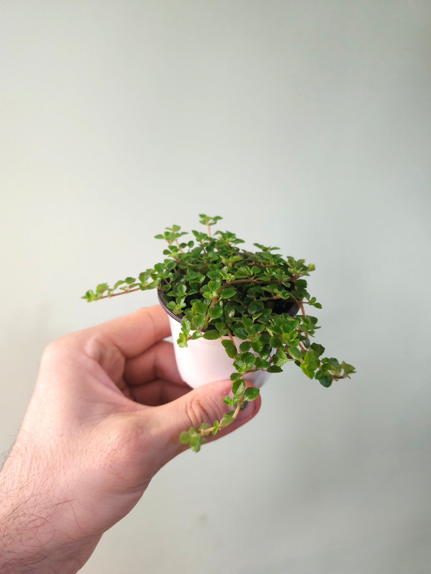 Pilea depressa 'Sao Paulo' 2.5"