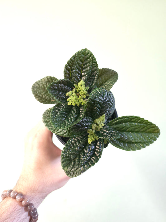 Pilea nummulariifolia "Creeping Charlie" 4"