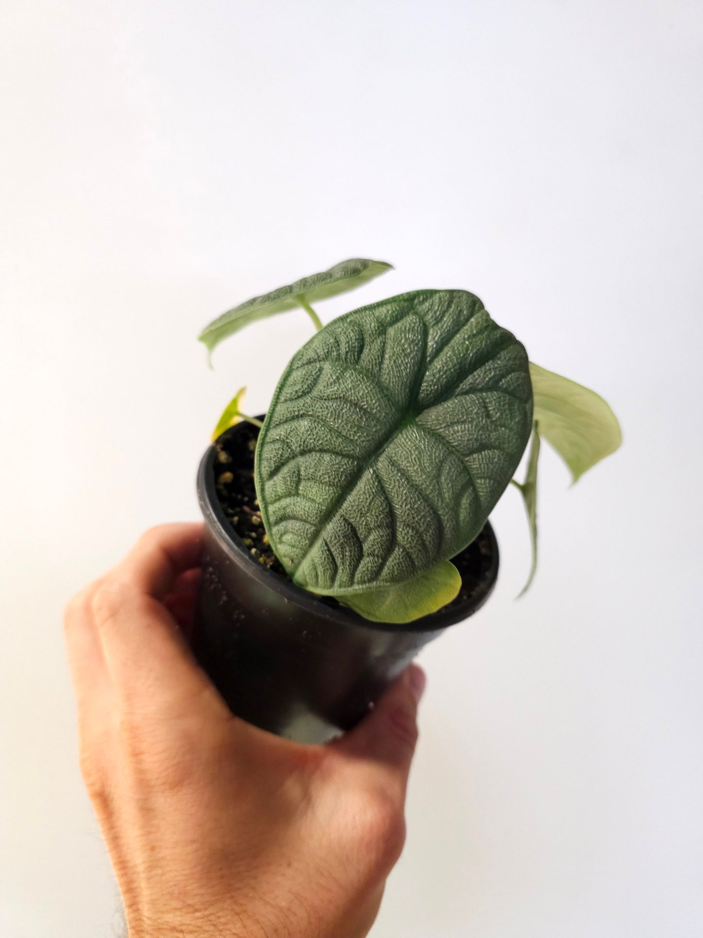 Alocasia melo 4"