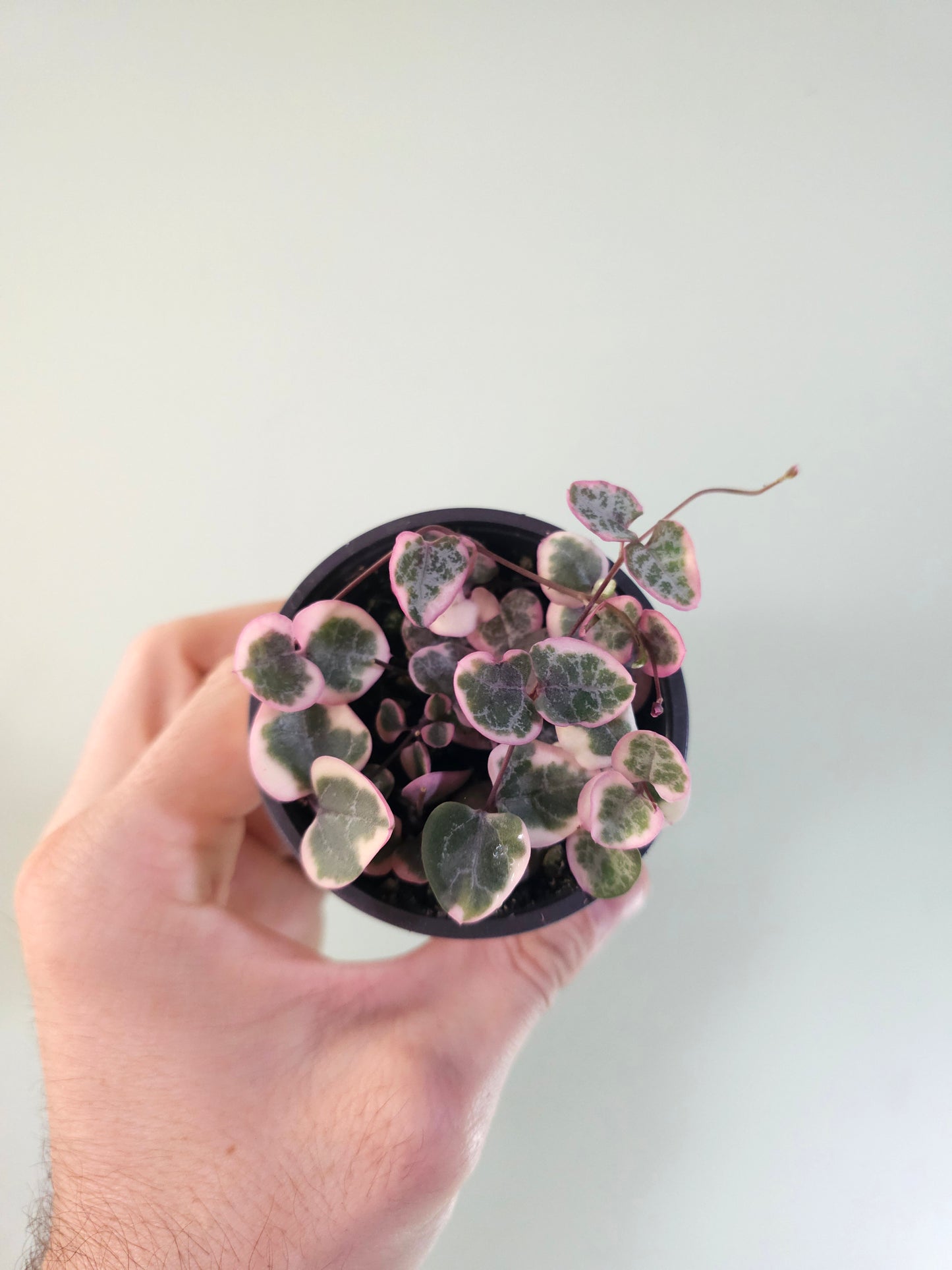 Ceropegia woodii "Variegated String of Hearts" 2.5"