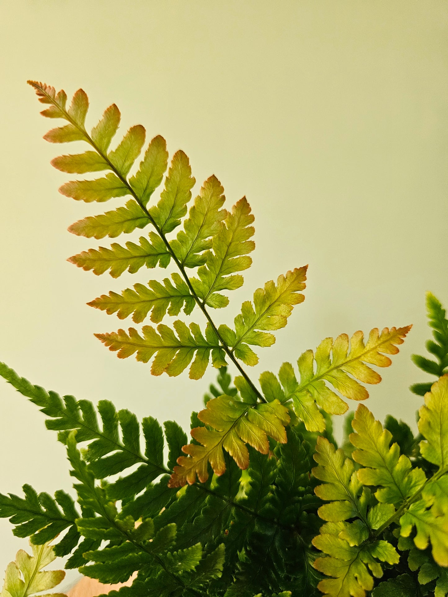 Dryopteris erythrosora "Autumn Fern" 3.5"