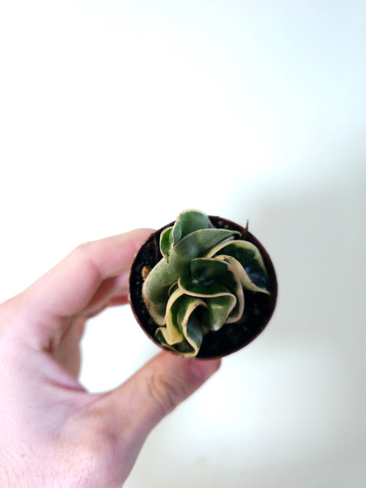 Hoya carnosa compacta Variegated Rope 2"