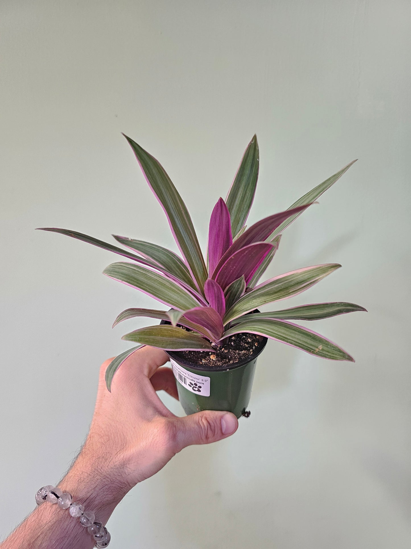 Tradescantia spathaea 'Tricolor' 3.5"