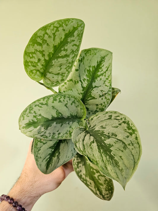 Scindapsus pictus 'Exotica' 4"
