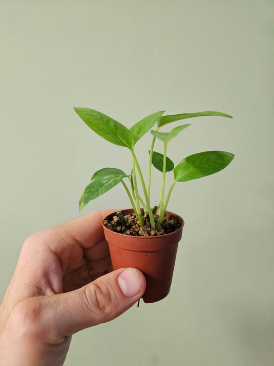 Epipremnum pinnatum 'Cebu Blue' 2"