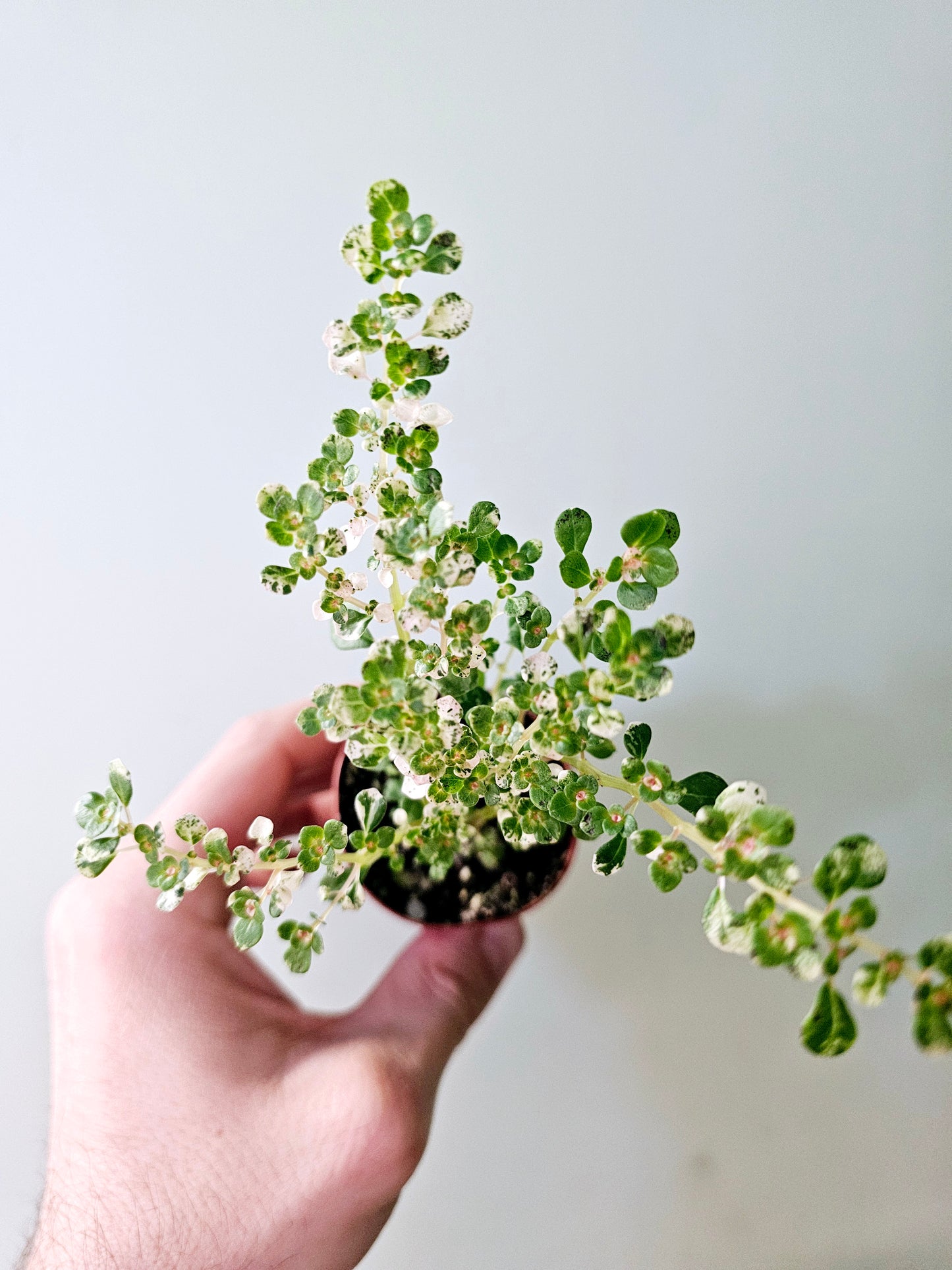 Pilea microphylla 'Variegata' "Artillery Fern" 2"