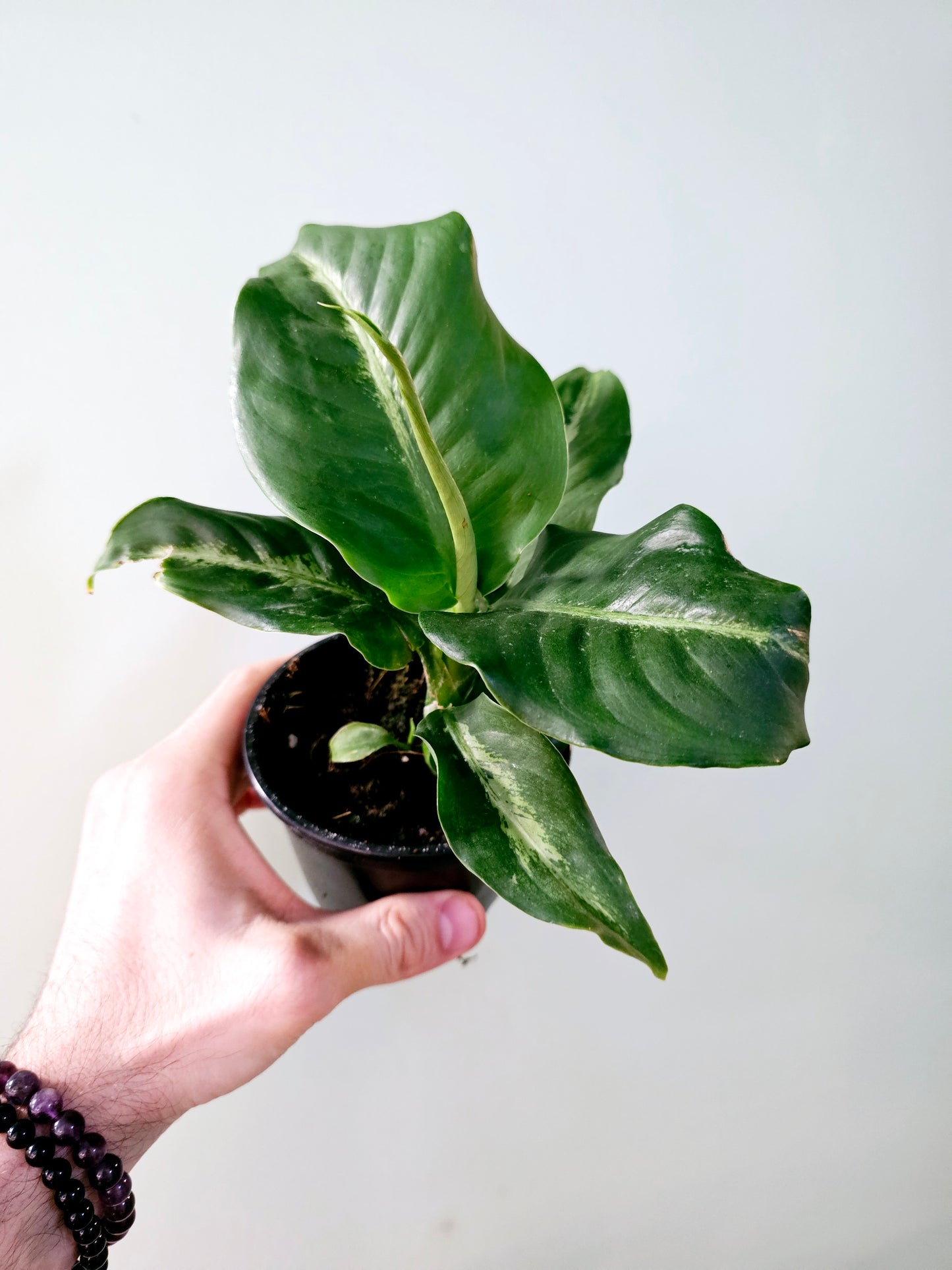 Dieffenbachia 'Panther' 4"