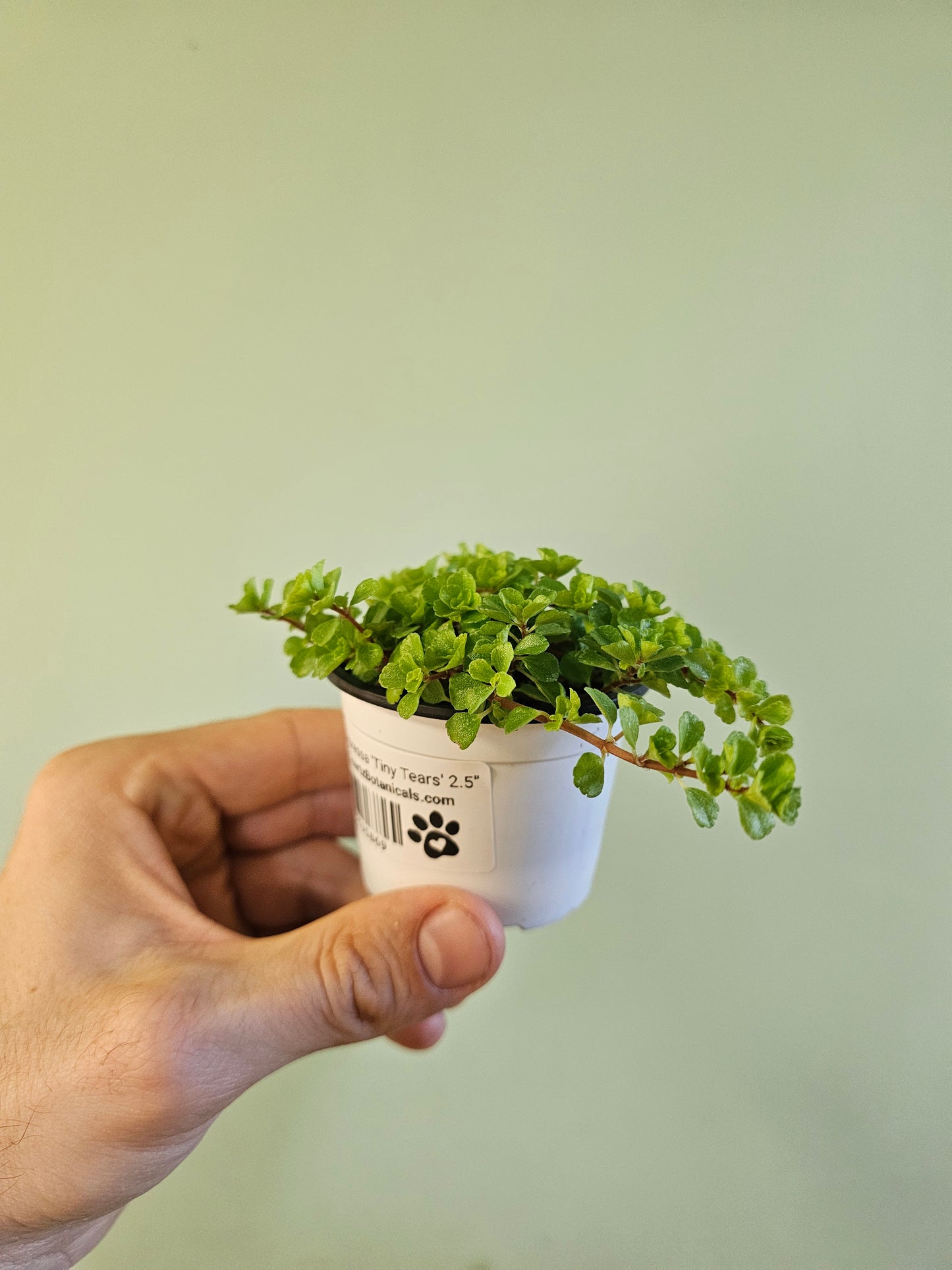 Pilea depressa 'Tiny Tears' 2.5"